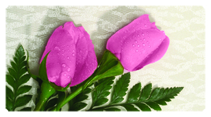 DSC700 054 2 Roses Pink